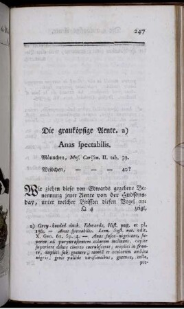 Die grauköpfige Aente. Anas spectabilis.