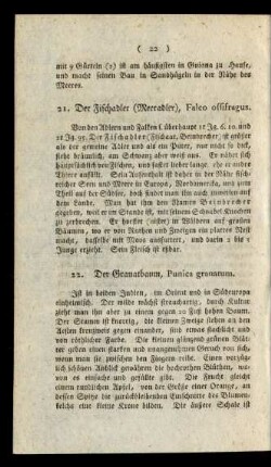 22. Der Granatbaum, Punica granatum.