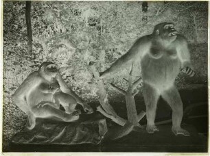 Gorilla gorilla (Savage, 1847)