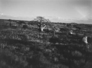 Baobab : Ein Affenbrotbaum und einige Kopje (Inselberge) in der Savanne Tansanias