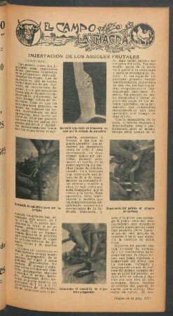 Injertación de los árboles frutales - (Comclusión) : El campo y la chacra