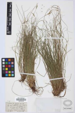 Carex guthnickiana J.Gay