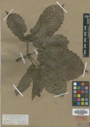 Quercus griffithii Hook.f. & Thomson ex Miq.
