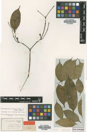 Tabernaemontana olivacea Muell.Arg. [paratype]