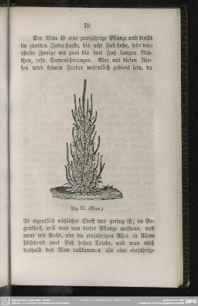 Fig. 17. (Wau)