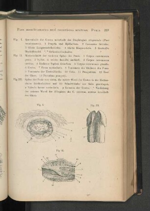 Pars membranacea und cavernosa uretrae. Penis.