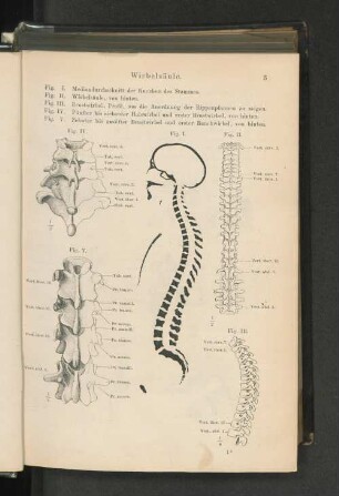 Wirbelsäule.