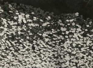Gewöhnlicher Wasserhahnenfuß : Königswartha, Gewöhnlicher Wasserhahnenfuß (Ranunculus aquatilis L.) in Blüte