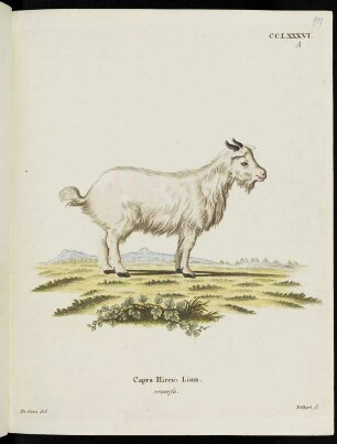 CCLXXXVI. A Capra Hircus Linn. reversa.