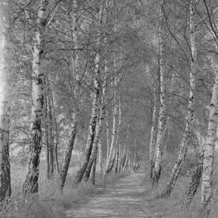 Landschaftsbild. Frühling im Spreewald. Die Wiesen sind überschwemmt. : Wobraz krajiny. Nalěćo w Błótach. Łuki su přepławjene.
