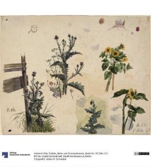 Disteln, Mohn und Sonnenblumen
