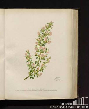 Ononis spinosa Linné. Hauhechel.