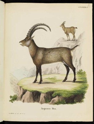 CCLXXXI. C. Aegoceros Ibex.