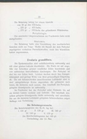 Uvularia grandiflora.
