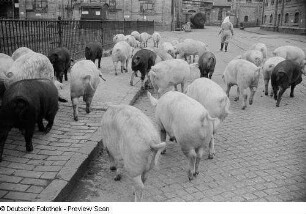 Schweine auf dem Hof eines Schlachthofs