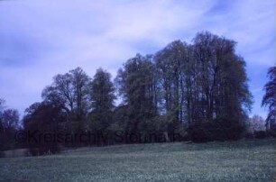 Blumendorf: Gut: Park: Boskett westlich des Herrenhauses: Ansicht von Südwesten