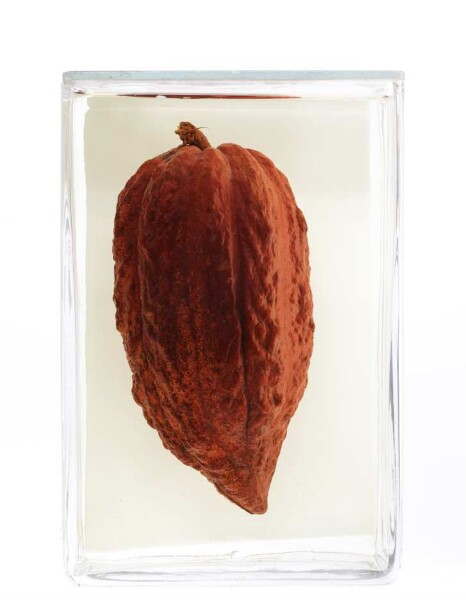 Theobroma cacao L. aus Peradeniya, Botanischer Garten (Sri Lanka)