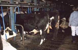 Fotografie: Stallsystem, Milchviehhaltung, Anbindestall, Kurzstand, Gitterrost