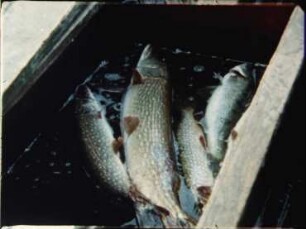 Weser River Fishery at Nienburg - Daily Routine of the Dobberschütz Family