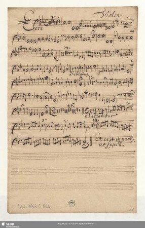 Violone.