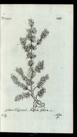 No 30. zahmes Salzkraut, Salsola sativa.