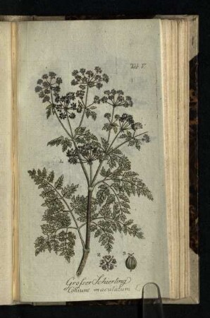 Tab. V.: Großer Schierling. Conium maculatum L.