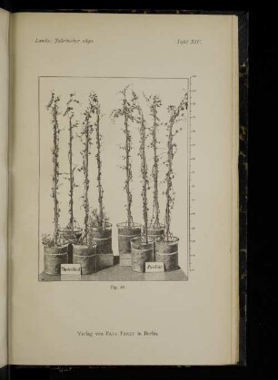 Tafel XIV. Fig. 48.