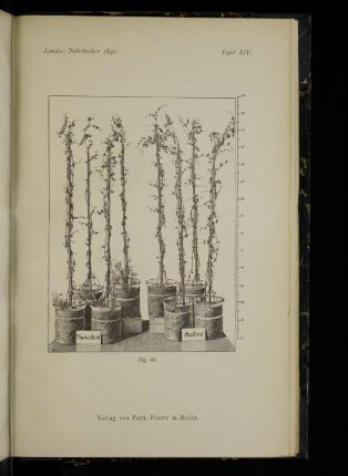 Tafel XIV. Fig. 48.