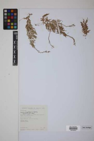 Selaginella flagellata Spring