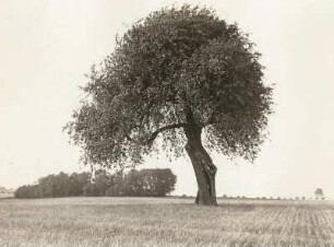 Dahlener Heide (östlich Schöna). Alter Birnbaum (Pyrus)