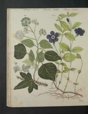 Tafel: Pflanzen CXXVII. [...]