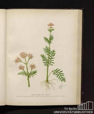 Valeriana officinalis Linné. Baldrian.