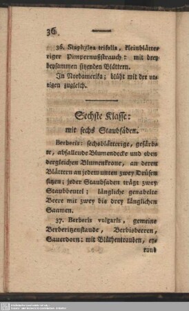 Sechste Klasse: mit sechs Staubfäden