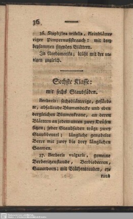 Sechste Klasse: mit sechs Staubfäden