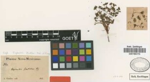 Euphorbia fendleri Torr. & A.Gray [type]