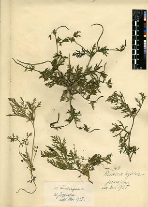 Papaveraceae Roemeria hybrida Candolle, Augustin Pyramus de (1778 - 1841) [Jerusalem, Yerushalayim, El Quds, Al-Quds, Al Quds, El Quds Esh Sherif, Al-Muqaddas, Jérusalem, Gerusalemme, Jerusalén, Aelia Capitolina, Colonia Aelia Capitolina, Hierosolyma, Urusalim, Jerusalem]