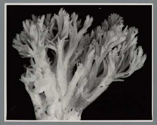 Pilz (Fungus)