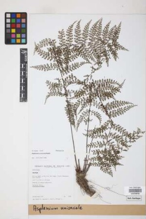 Asplenium uniseriale Raddi