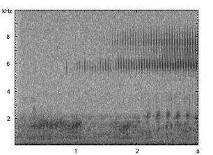Feldschwirl | Locustella naevia - Gesang