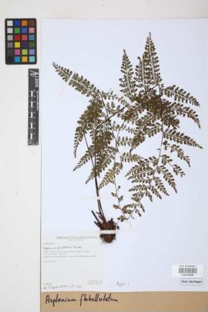 Asplenium flabellulatum Kunze
