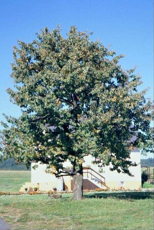 sehr großer Kirschbaum, blieb beim Bau eines neuen Einfamilienhauses als Hausbaum erhalten