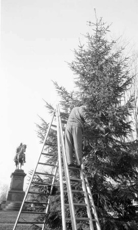 Aufstellung des Christbaums am Kaiserplatz beim Mühlburger Tor.