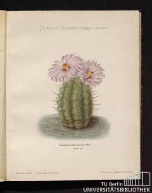 Tafel 74. Echinocactus bicolor Gal.
