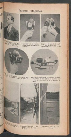 Palomas fotógrafas - [Ilustración]