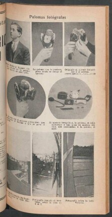 Palomas fotógrafas - [Ilustración]