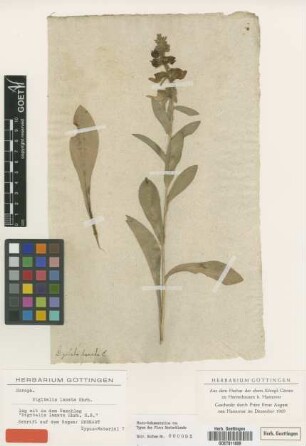 Digitalis lanata Ehrh. [type]