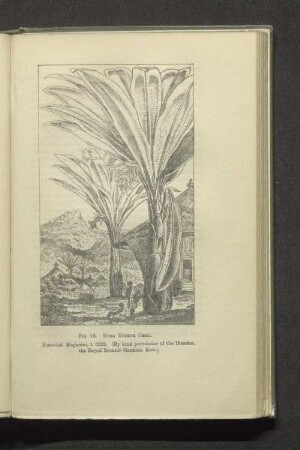 Fig. 16 Musa ensete gmel.