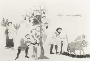 Getreideernte mit Sichel, Buchmalerei, 1023