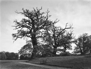 Parklandschaft