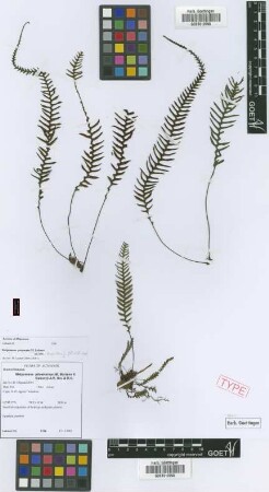 Melpomene pilosissima (M.Martens & Galeotti) A.R.Sm. & R.C.Moran